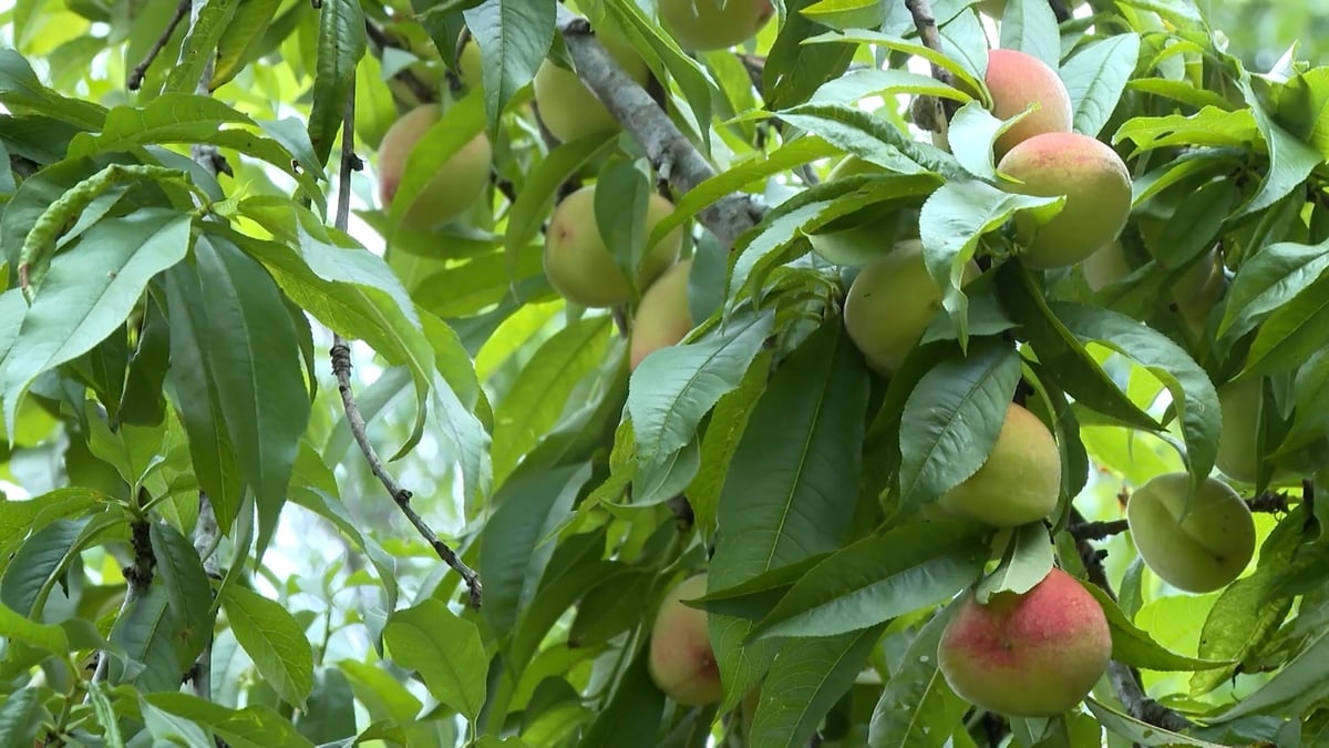 Nhưng cây đào sai trĩu quả. Ảnh: Đức Bình.