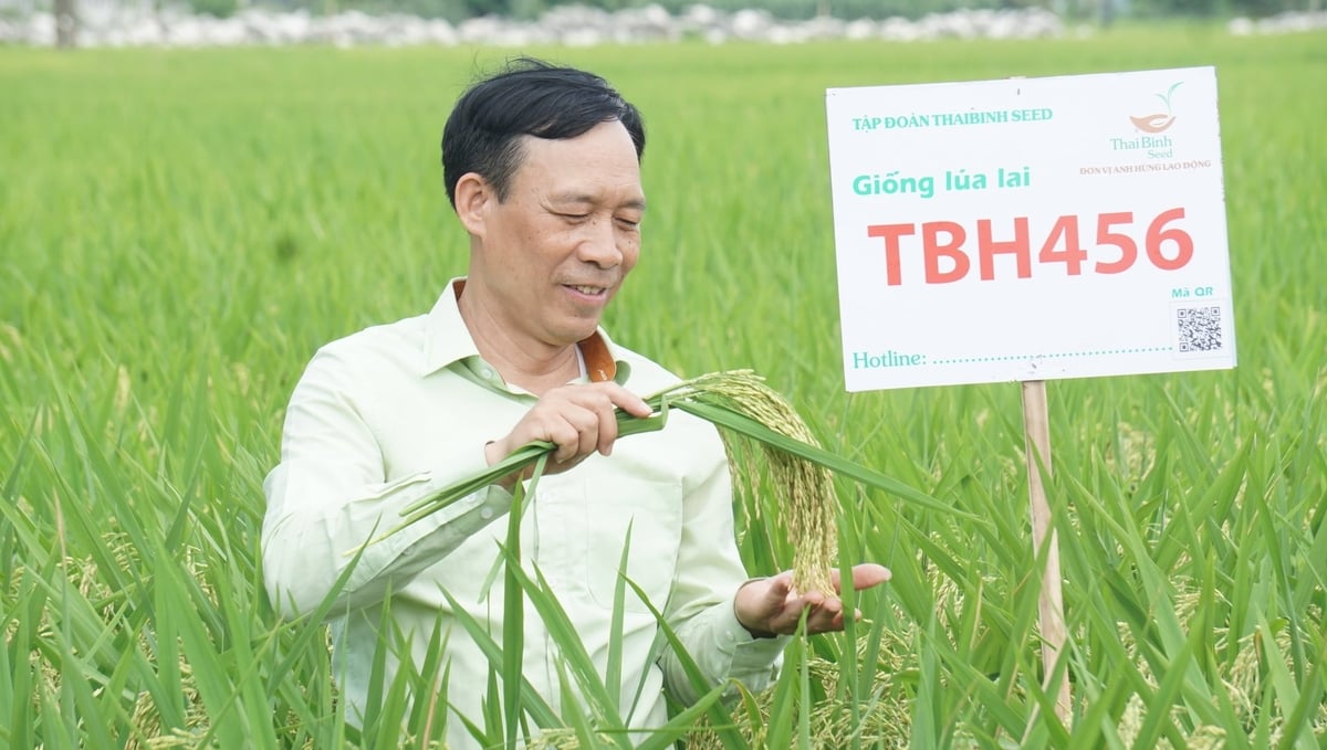 Giống lúa lai TBH456 cho năng suất cao. Ảnh: Quốc Toản. Giống lúa lai TBH456 cho năng suất cao. Ảnh: Quốc Toản.