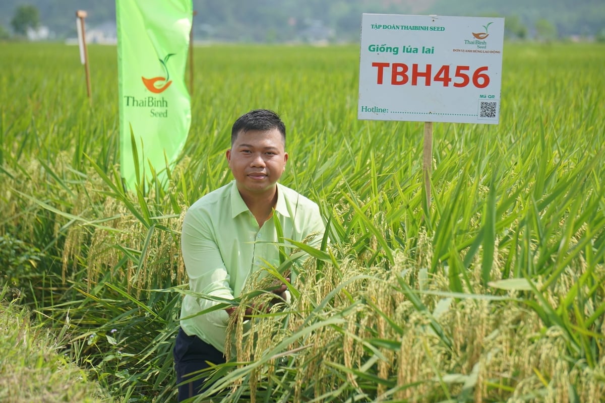 Giống lúa TBH456 bội thu trong vụ xuân 2026 tại Thanh Hóa. Ảnh: Quốc Toản. Giống lúa TBH456 bội thu trong vụ xuân 2026 tại Thanh Hóa. Ảnh: Quốc Toản.
