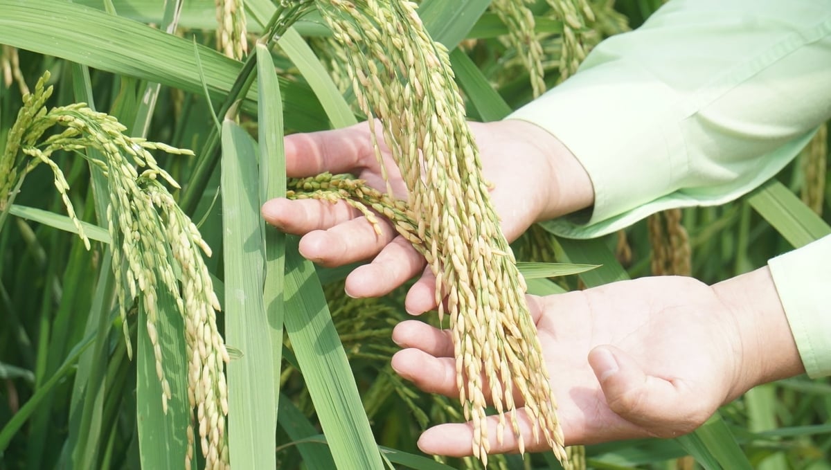Tỷ lệ hạt chắc trên bông của lúa TBH456 rất cao. Ảnh: Quốc Toản. Tỷ lệ hạt chắc trên bông của lúa TBH456 rất cao. Ảnh: Quốc Toản.