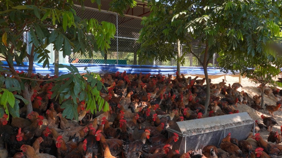 Ông Tiến thả gà ra vườn vừa để thoáng hơn, vừa tiện quan sát đàn gà. Ảnh: Minh Toàn. Ông Tiến thả gà ra vườn vừa để thoáng hơn, vừa tiện quan sát đàn gà. Ảnh: Minh Toàn.