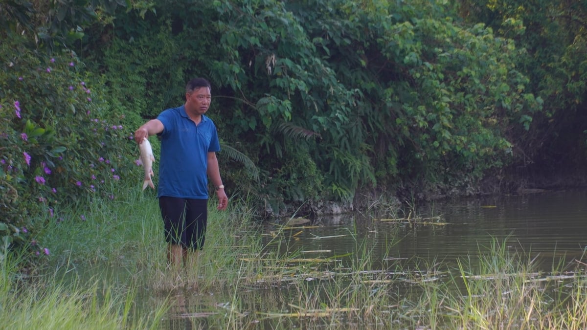 Cầm trên tay những con cá đã nổi trắng bụng, anh Đại đành bất lực vì không có cách nào để cứu ao cá. Ảnh: Minh Toàn.