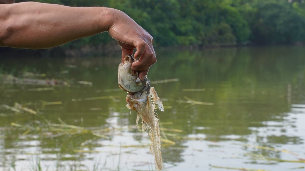 Những con cá chết, chìm dưới đáy hồ là nguyên nhân gây ra mùi tanh hôi nồng nặc tại ao cá của anh Đại. Ảnh: Minh Toàn.