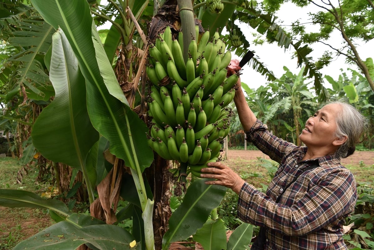 Bà Nguyễn Thị Thủy kiểm tra vườn chuối. Ảnh: Dương Đình Tường.