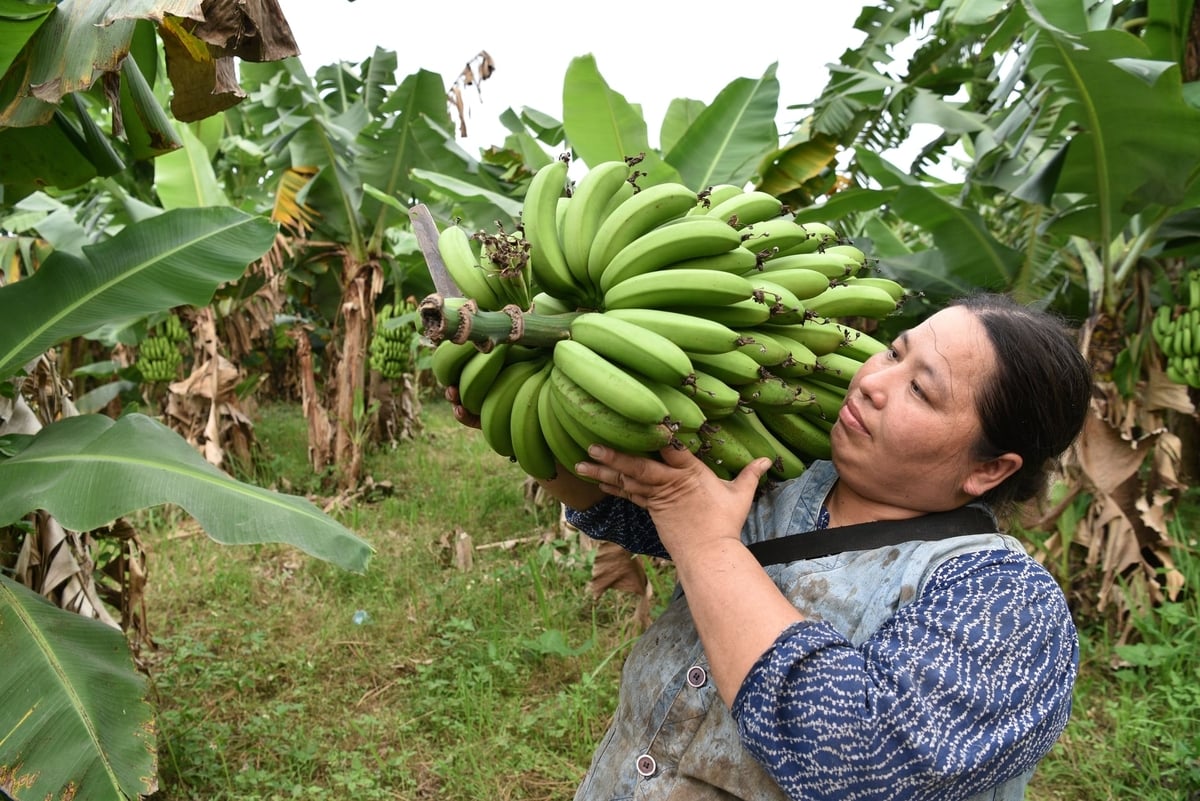 Chị Hoàng Thị Dung thu hoạch chuối. Ảnh: Dương Đình Tường.