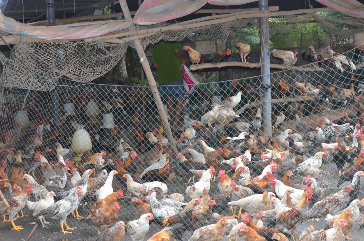 Tỉnh Vĩnh Long là địa phương có đàn vật nuôi lớn tại ĐBSCL. Ảnh: Minh Đảm. Tỉnh Vĩnh Long là địa phương có đàn vật nuôi lớn tại ĐBSCL. Ảnh: Minh Đảm.