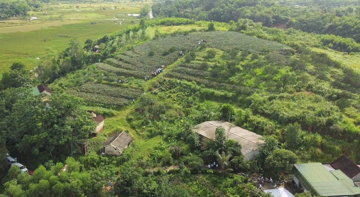 Sau gần 2 năm phát triển, đến nay xã Thượng Đức đã liên kết trồng dứa đạt 5,75ha. Ảnh: Thanh Nga.