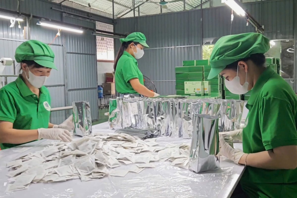 Sản phẩm trà xạ đen - cà gai leo Happy Life của HTX được công nhận đạt chuẩn OCOP 3 sao. Ảnh: Trung Quân. Sản phẩm trà xạ đen - cà gai leo Happy Life của HTX được công nhận đạt chuẩn OCOP 3 sao. Ảnh: Trung Quân.