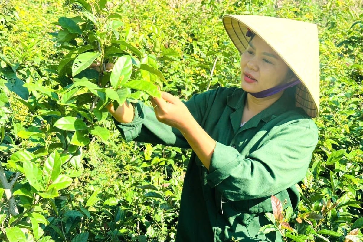 Theo chị Phạm Thị Hậu, làm trà từ dược liệu giúp nâng cao giá trị gấp nhiều lần so với bán nguyên liệu thô. Ảnh: Trung Quân. Theo chị Phạm Thị Hậu, làm trà từ dược liệu giúp nâng cao giá trị gấp nhiều lần so với bán nguyên liệu thô. Ảnh: Trung Quân.