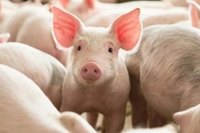 <a href=