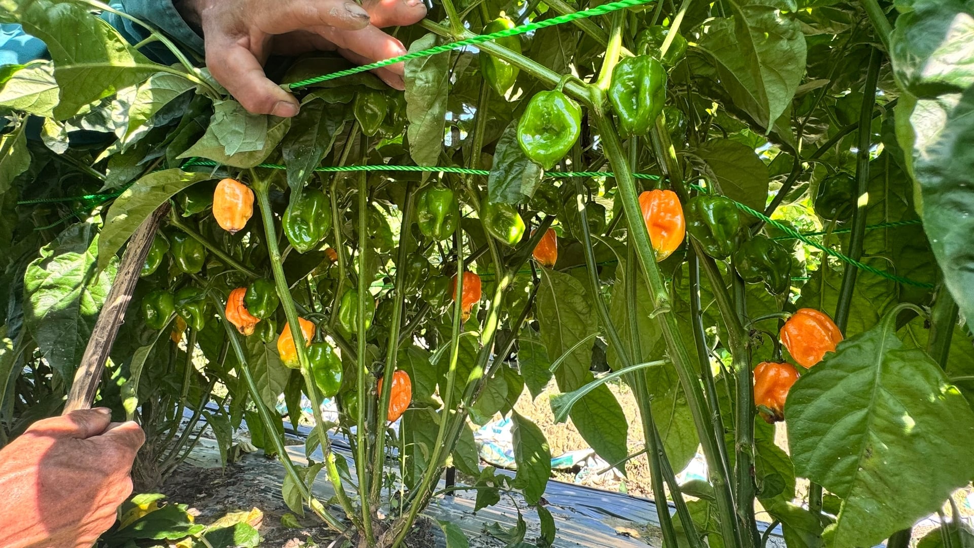 Sau hơn 3 tháng trồng, toàn bộ diện tích ớt phát triển ổn định, ớt đã chín và bước vào giai đoạn thu hoạch. Ảnh: Ánh Nguyệt.
