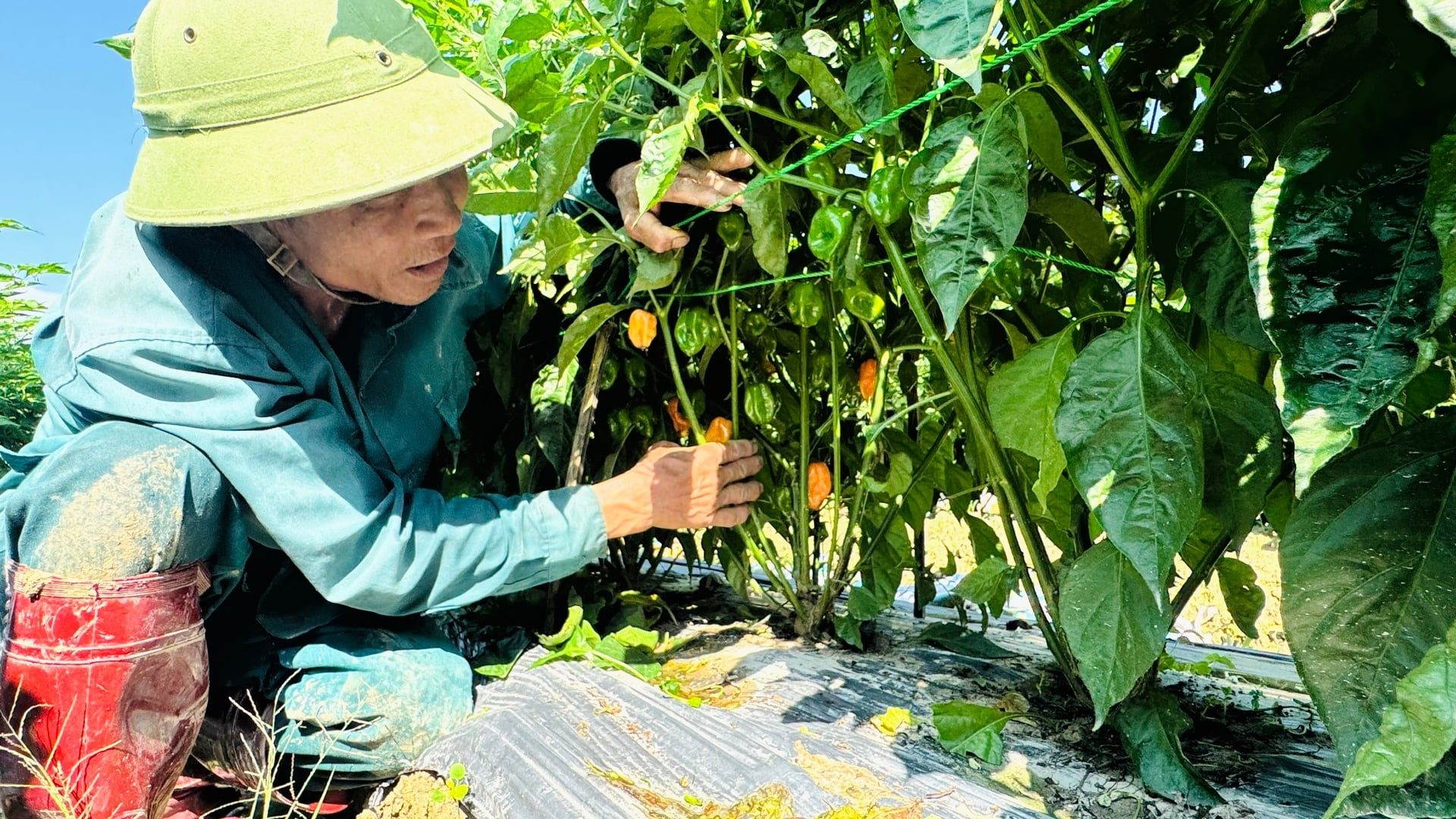 Năng suất ớt Habanero dự kiến đạt 1,5 - 2kg quả/cây, thời gian thu hoạch kéo dài từ 2,5 - 3 tháng. Ảnh: Ánh Nguyệt.