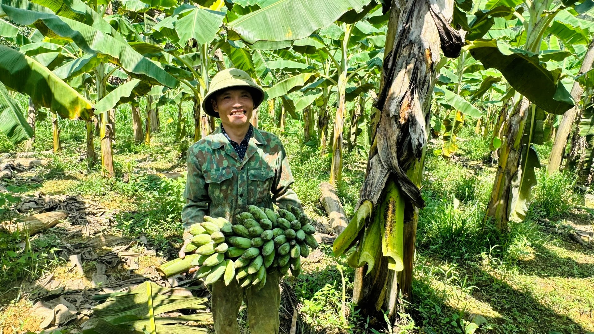 Cây chuối tây Thái mở hướng đi mới trên đất đồi xã Toàn Lưu. Ảnh: Ánh Nguyệt.
