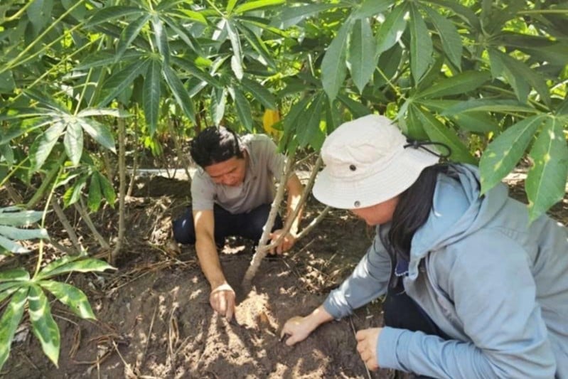 Tính đến ngày 7/5, diện tích sắn nhiễm bệnh khảm lá trên địa bàn tỉnh Tây Ninh hơn 10.200ha. Ảnh: Sở NN-MT Tây Ninh. Tính đến ngày 7/5, diện tích sắn nhiễm bệnh khảm lá trên địa bàn tỉnh Tây Ninh hơn 10.200ha. Ảnh: Sở NN-MT Tây Ninh.