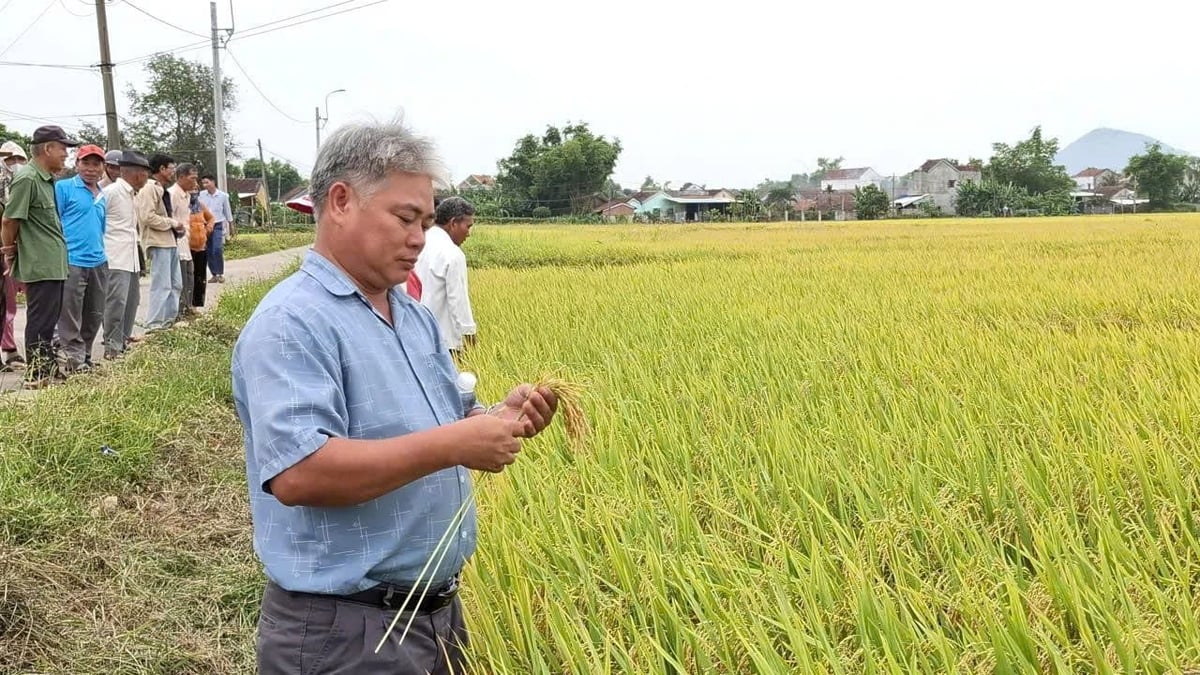 Ruộng lúa Hương Châu 6 chín vàng đồng đều, gié dài, hạt đóng dày, tỷ lệ lép thấp. Ảnh: Mạnh Hoài Nam.