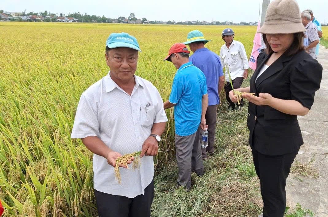 Giống lúa Hương Châu 6 cho năng suất trung bình từ 80 - 88 tạ/ha. Ảnh: Mạnh Hoài Nam.