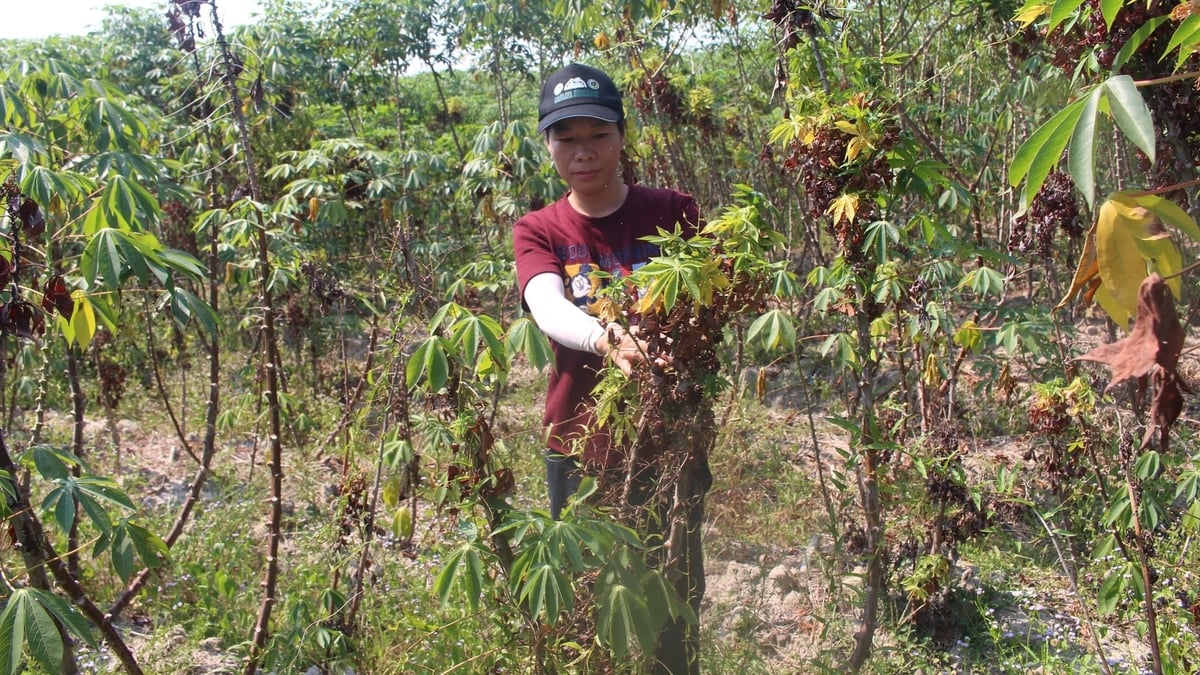 Nguy cơ dịch hại đang uy hiếp vùng nguyên liệu sắn. Ảnh: Trần Trung. Nguy cơ dịch hại đang uy hiếp vùng nguyên liệu sắn. Ảnh: Trần Trung.