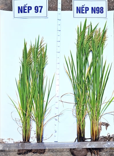 Cây lúa nếp N98 cao hơn N97 khoảng 15cm.