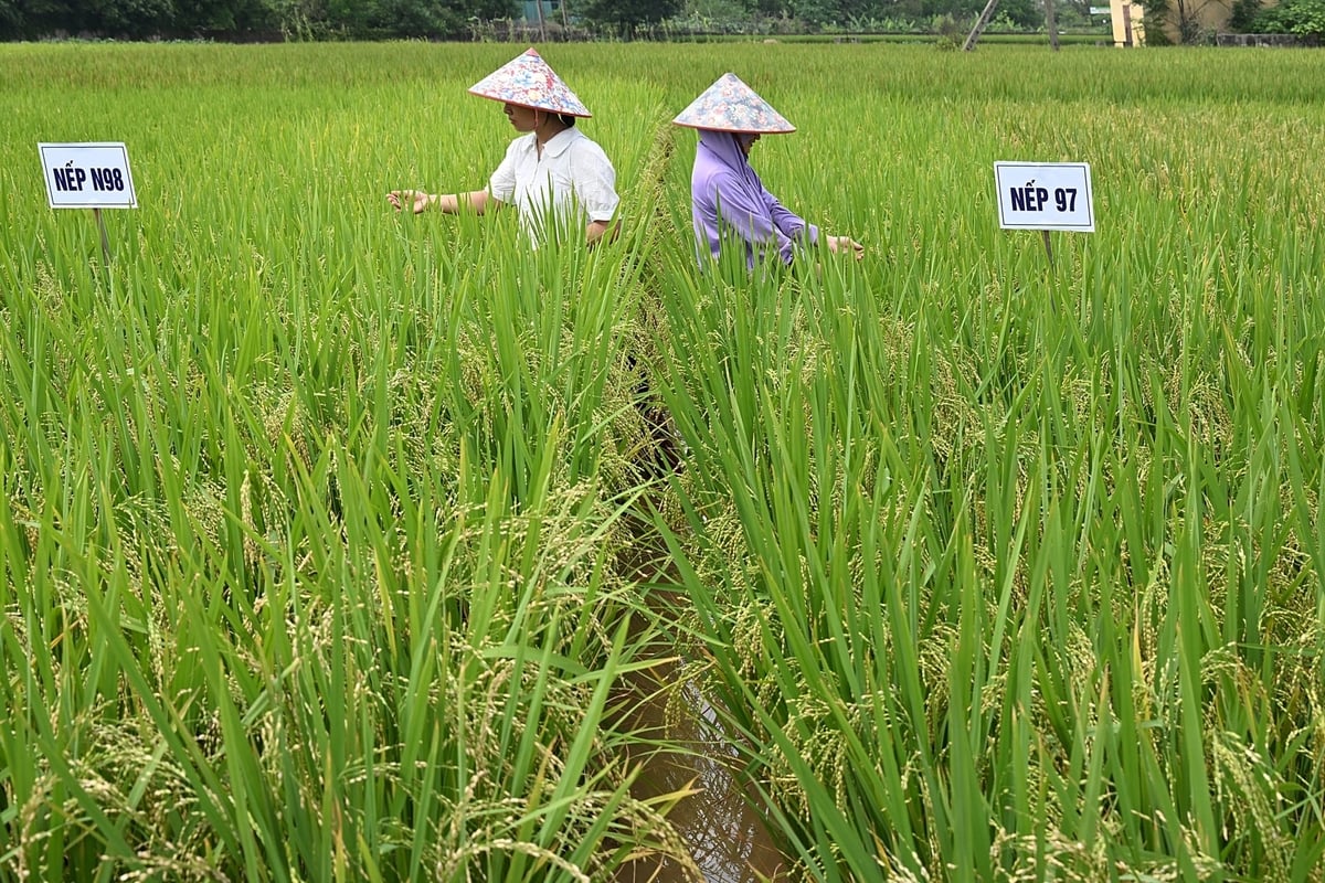 Hai ruộng trồng lúa N97 và N98 đặt cạnh nhau tại CETDAE. Ảnh: Bảo Thắng.