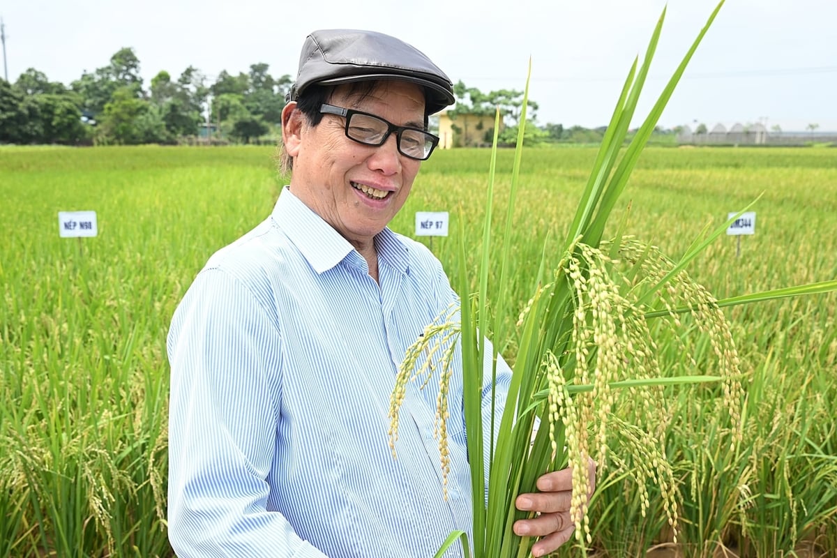 PGS.TS Lê Vĩnh Thảo - tác giả của hai giống nếp N97 và N98 cùng hơn 20 giống lúa khác. Ảnh: Bảo Thắng.