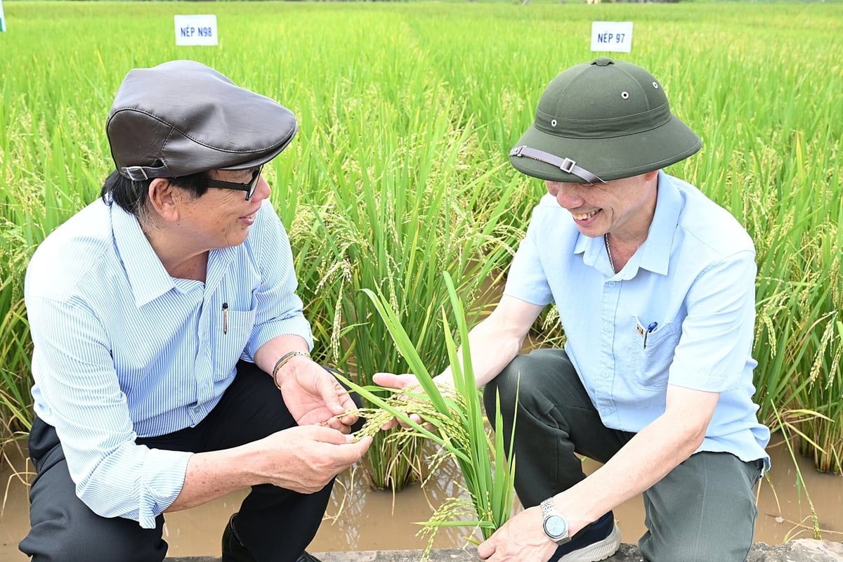 PGS.TS Lê Vĩnh Thảo (trái) và PGS.TS Phạm Văn Dân - Giám đốc Trung tâm Chuyển giao Công nghệ và Khuyến nông. Ảnh: Bảo Thắng.
