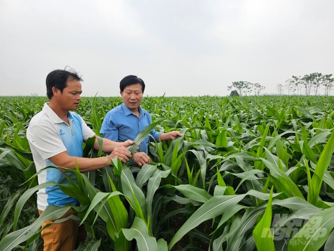 Mô hình ngô sinh khối lại đối mặt với thách thức khi toàn bộ sinh khối bị thu hoạch. Ảnh: NNMT. Mô hình ngô sinh khối lại đối mặt với thách thức khi toàn bộ sinh khối bị thu hoạch. Ảnh: NNMT.