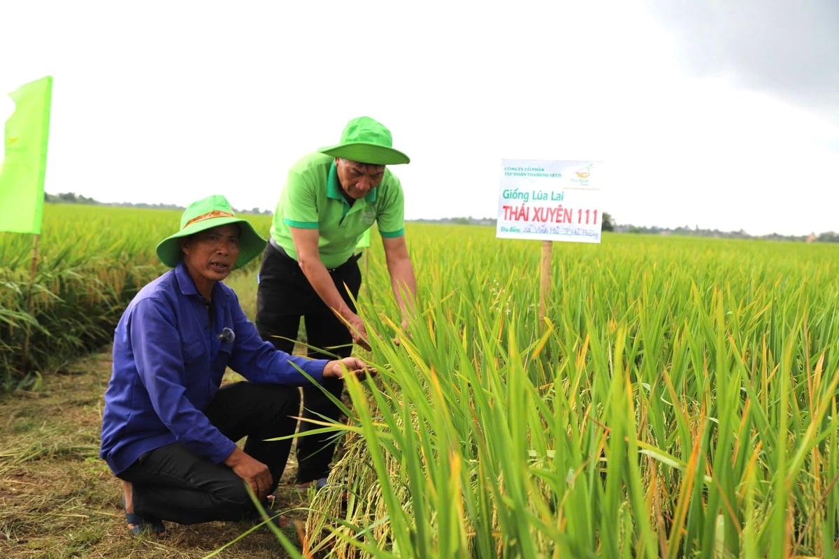 Lão nông Phạm Văn Tuấn sản xuất 1ha giống lúa Thái Xuyên 111 tại thôn Hùng Chiến, xã Vĩnh Hải phấn khởi vì lúa được mùa, trĩu bông. Ảnh: Hoàng Phong.