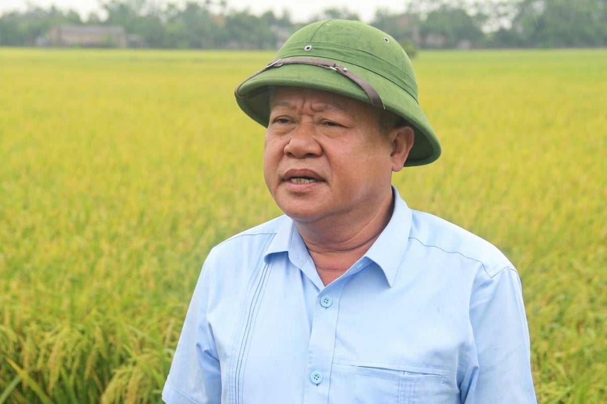 Ông Nguyễn Mạnh Phương đánh giá, giống lúa Ngọc Nương 9 rất phù hợp để mở rộng diện tích trong thời gian tới. Ảnh: Trung Hiếu.