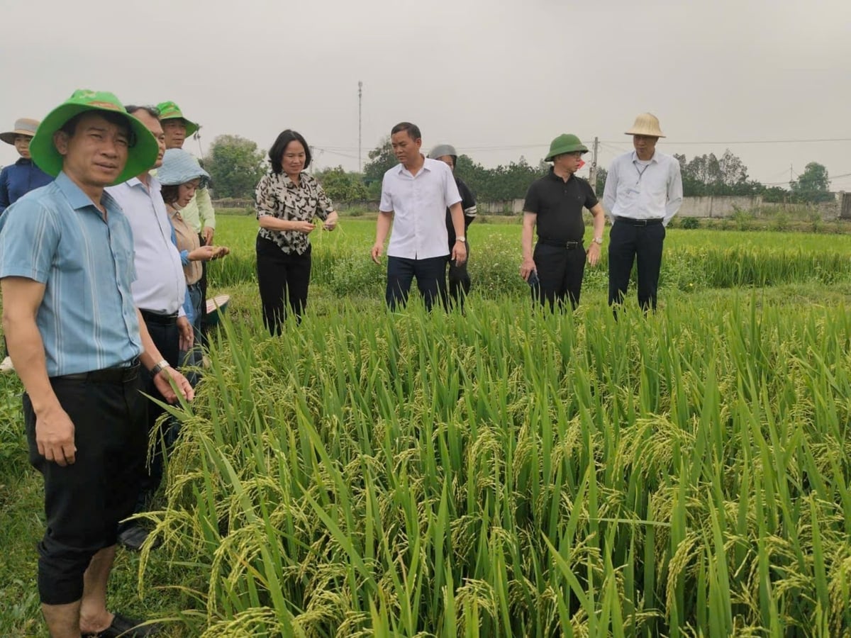 Tỉnh Nghệ An ban hành quy chế tăng cường phối hợp về công tác khuyến nông. Ảnh: Đình Tiệp.