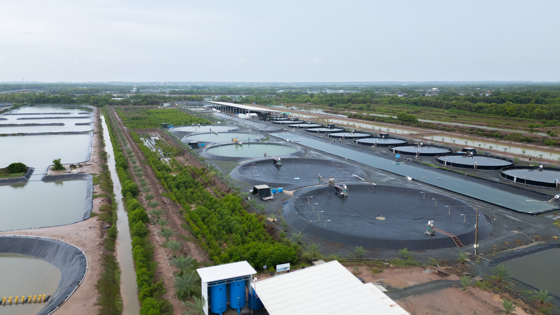 Tại Vĩnh Long, diện tích nuôi tôm thẻ chân trắng công nghệ cao tăng nhanh từ 2.382ha lên khoảng 7.000ha. Ảnh: Minh Đảm. Tại Vĩnh Long, diện tích nuôi tôm thẻ chân trắng công nghệ cao tăng nhanh từ 2.382ha lên khoảng 7.000ha. Ảnh: Minh Đảm.