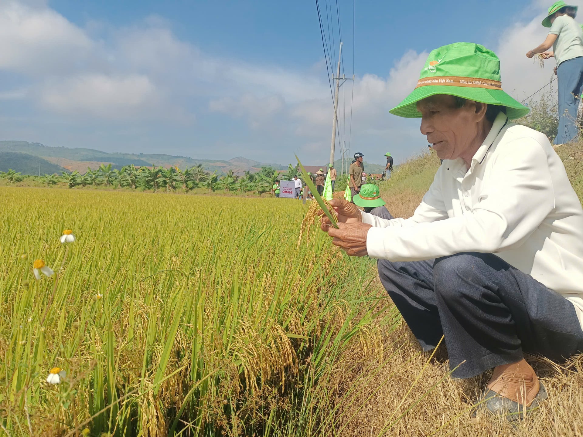 Thời tiết bất thuận, giống lúa OM468 vẫn đạt năng suất 11 tấn/ha. Ảnh: Trần Thọ. Thời tiết bất thuận, giống lúa OM468 vẫn đạt năng suất 11 tấn/ha. Ảnh: Trần Thọ.