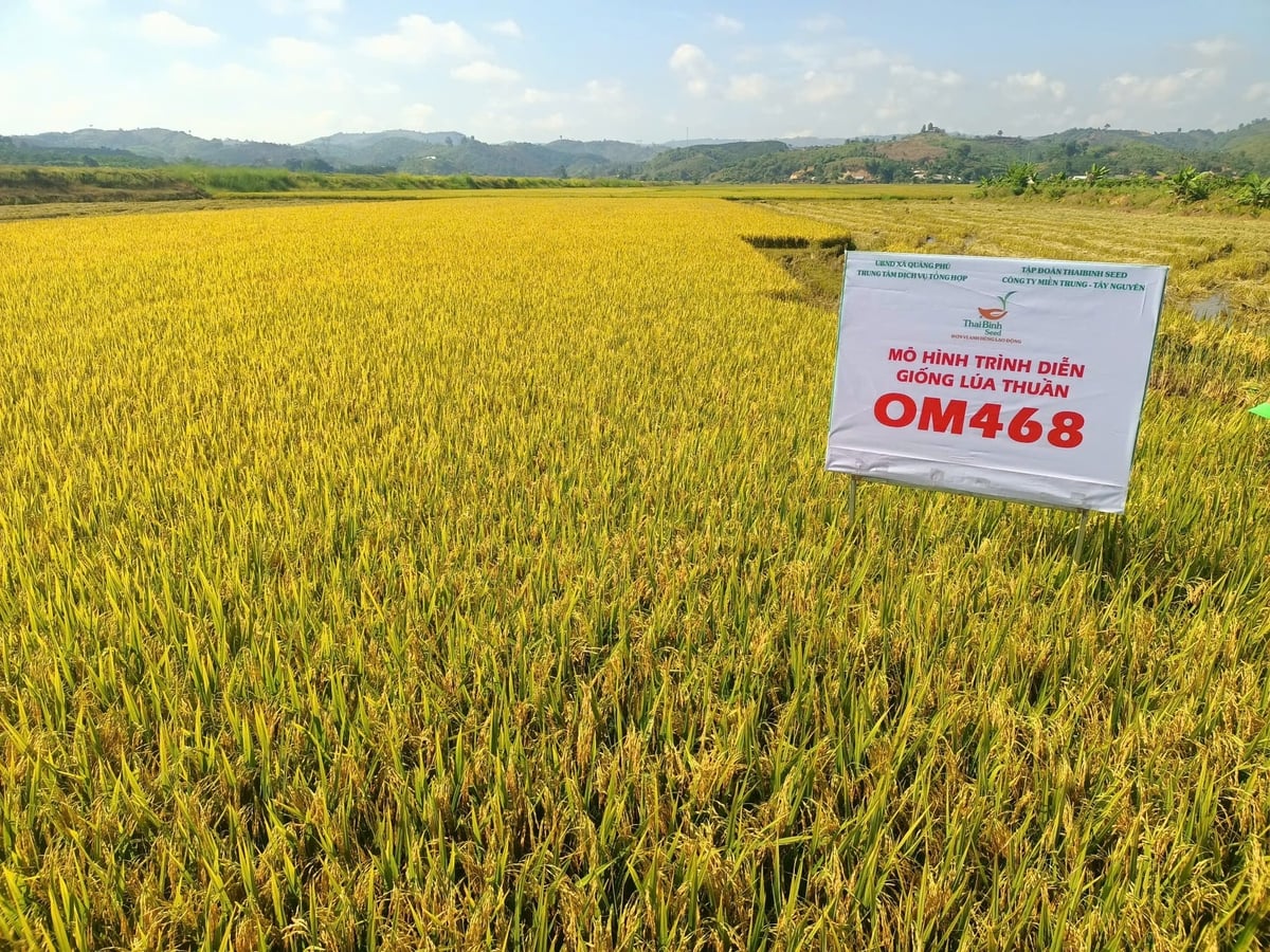 Giống lúa OM468 cho thấy khả năng thích nghi cao với đồng đất xã Quảng Phú (Lâm Đồng). Ảnh: Trần Thọ. Giống lúa OM468 cho thấy khả năng thích nghi cao với đồng đất xã Quảng Phú (Lâm Đồng). Ảnh: Trần Thọ.