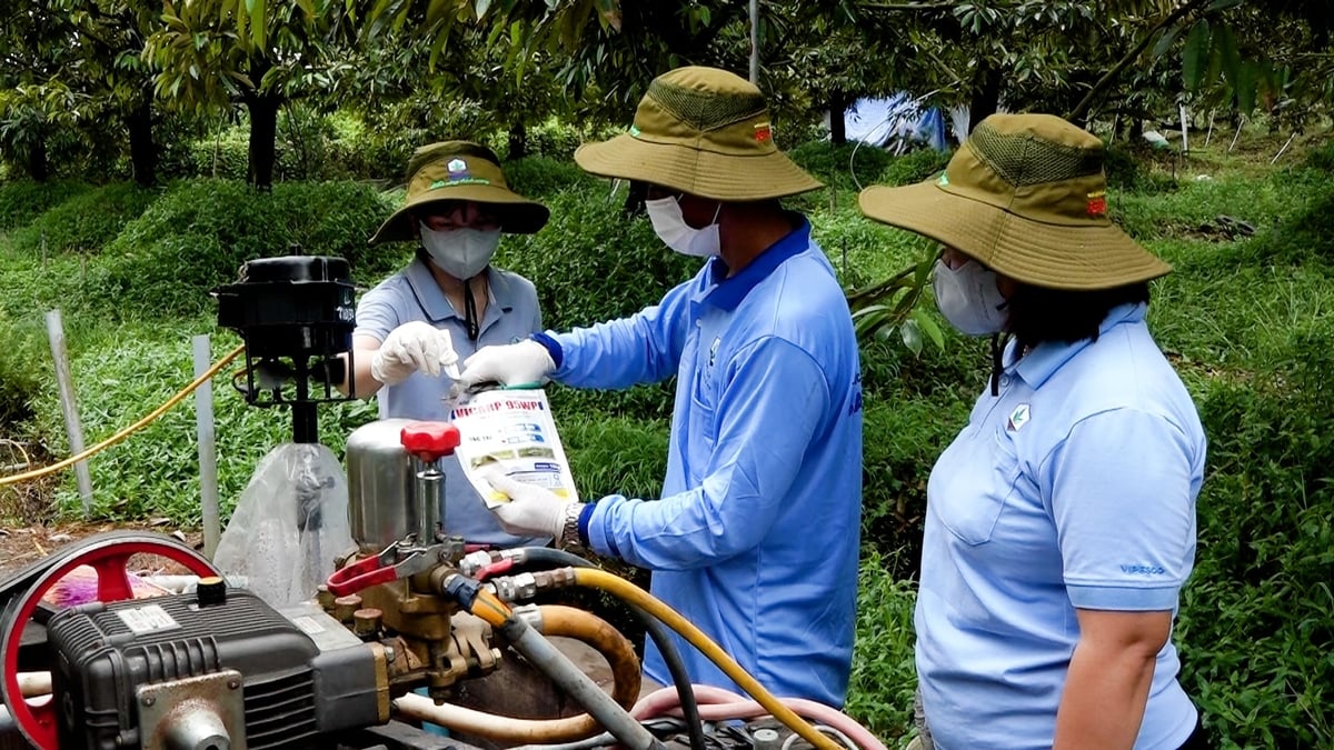 Cán bộ, nhân viên kỹ thuật Vipesco hướng dẫn nhà vườn phun thuốc đúng quy cách và giải pháp phòng trừ rầy xanh, nhện đỏ phù hợp theo từng giai đoạn. Ảnh: Minh Sáng. Cán bộ, nhân viên kỹ thuật Vipesco hướng dẫn nhà vườn phun thuốc đúng quy cách và giải pháp phòng trừ rầy xanh, nhện đỏ phù hợp theo từng giai đoạn. Ảnh: Minh Sáng.