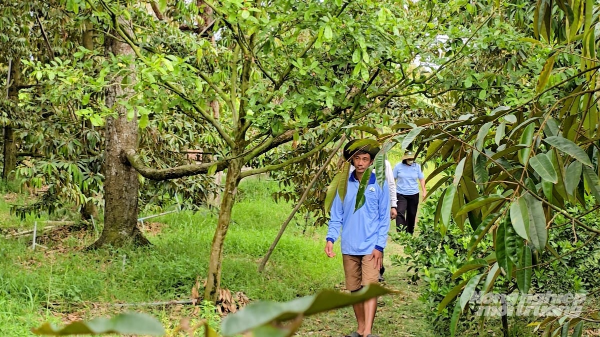 Ở giai đoạn nông dân tạo đọt, xử lý ra hoa cho vụ mới, việc thăm vườn thường xuyên là rất quan trọng. Ảnh: Minh Sáng. Ở giai đoạn nông dân tạo đọt, xử lý ra hoa cho vụ mới, việc thăm vườn thường xuyên là rất quan trọng. Ảnh: Minh Sáng.