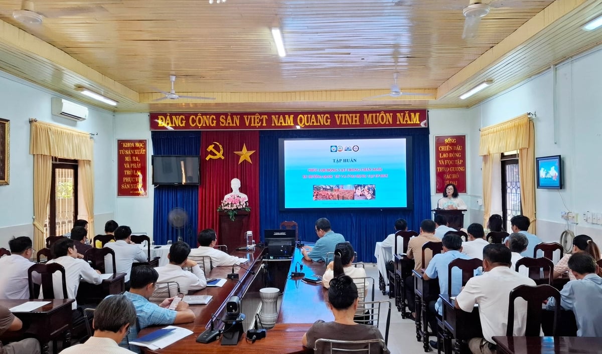Hội nghị tập huấn 'Phúc lợi động vật trong chăn nuôi - Xu hướng quốc tế và ứng dụng tại TP Huế'. Ảnh: Văn Dinh.