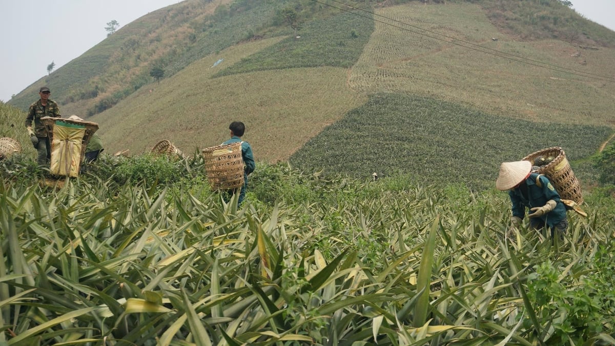 Không khí lao động khẩn trương trong mùa thu hoạch dứa. Ảnh: Thanh Tiến.