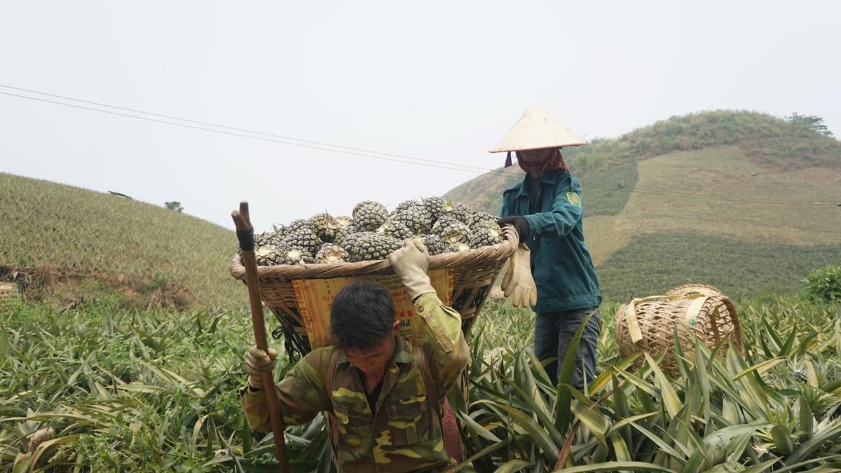 Xã Bản Lầu hướng tới 100% diện tích dứa được sản xuất theo chuỗi giá trị, có hợp đồng bao tiêu. Ảnh: Thanh Tiến.