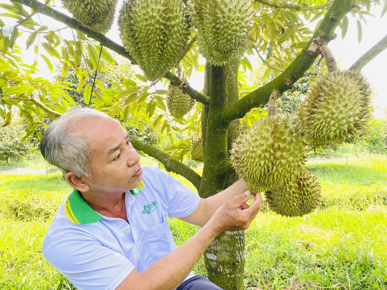 Sầu riêng Việt Nam có thể thành hình mẫu về cách các nông sản Việt chinh phục thị trường thế giới. Ảnh: Lê Hoàng Vũ. Sầu riêng Việt Nam có thể thành hình mẫu về cách các nông sản Việt chinh phục thị trường thế giới. Ảnh: Lê Hoàng Vũ.