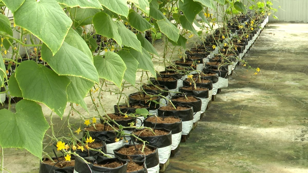 Hệ thống tưới nhỏ giọt được ứng dụng trong nhà màng trồng dưa chuột ở trang trại Terrasoil. Ảnh: Viết Dũng. Hệ thống tưới nhỏ giọt được ứng dụng trong nhà màng trồng dưa chuột ở trang trại Terrasoil. Ảnh: Viết Dũng.