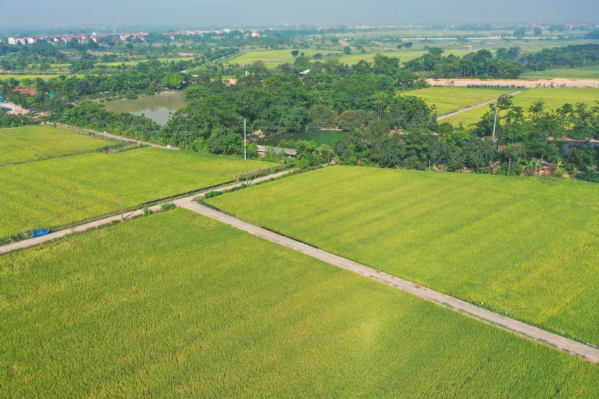 Giống VNR88 chắc chân trên đồng đất Vĩnh Tường. Ảnh: Tùng Đinh.