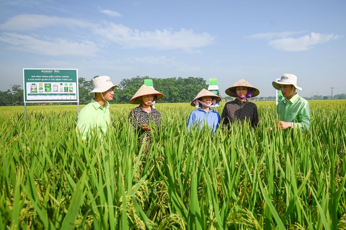 Các kỹ thuật viên của Vinaseed và VFC hướng dẫn bà con phương pháp canh tác chuẩn. Ảnh: Tùng Đinh.