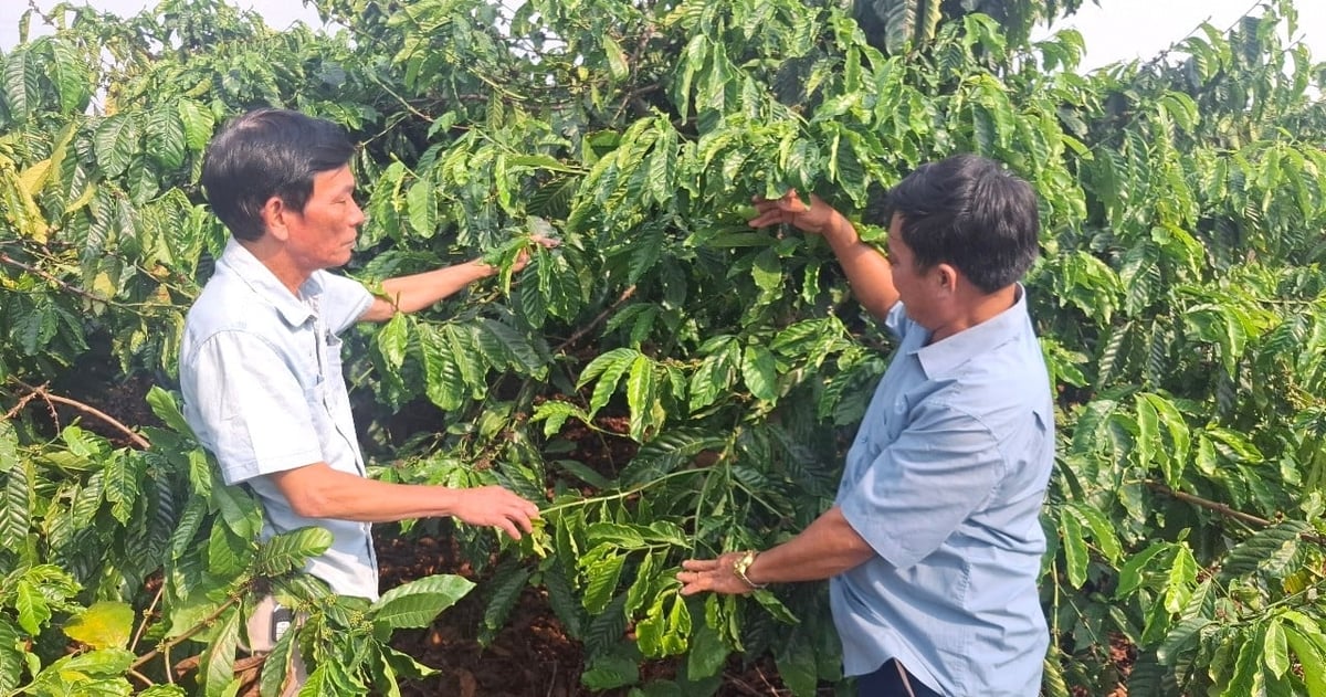 Vườn cà phê của ông Lê Văn Dũng (đội 3, Công ty cà phê Ia sao 2) cho năng suất cao từ nhiều năm nay. Ảnh: Tuấn Anh. Vườn cà phê của ông Lê Văn Dũng (đội 3, Công ty cà phê Ia sao 2) cho năng suất cao từ nhiều năm nay. Ảnh: Tuấn Anh.