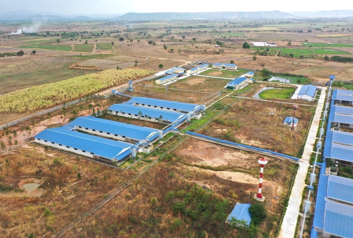 Gia Lai ưu tiên chấp nhận chu trương đầu tư các dự án chăn nuôi heo quy mô lớn. Ảnh: Tuấn Anh.