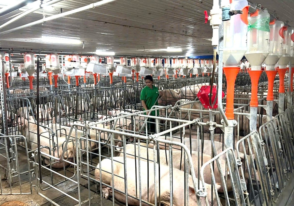 Gia Lai siết chặt các dự án chăn nuôi heo quy mô nhỏ nhằm bảo đảm môi trường và an toàn dịch bệnh. Ảnh: Tuấn Anh.