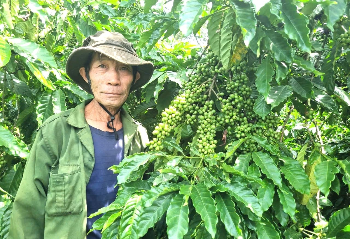 Cà phê Gia Lai hướng đến mục tiêu giảm phát thải. Ảnh: Tuấn Anh.