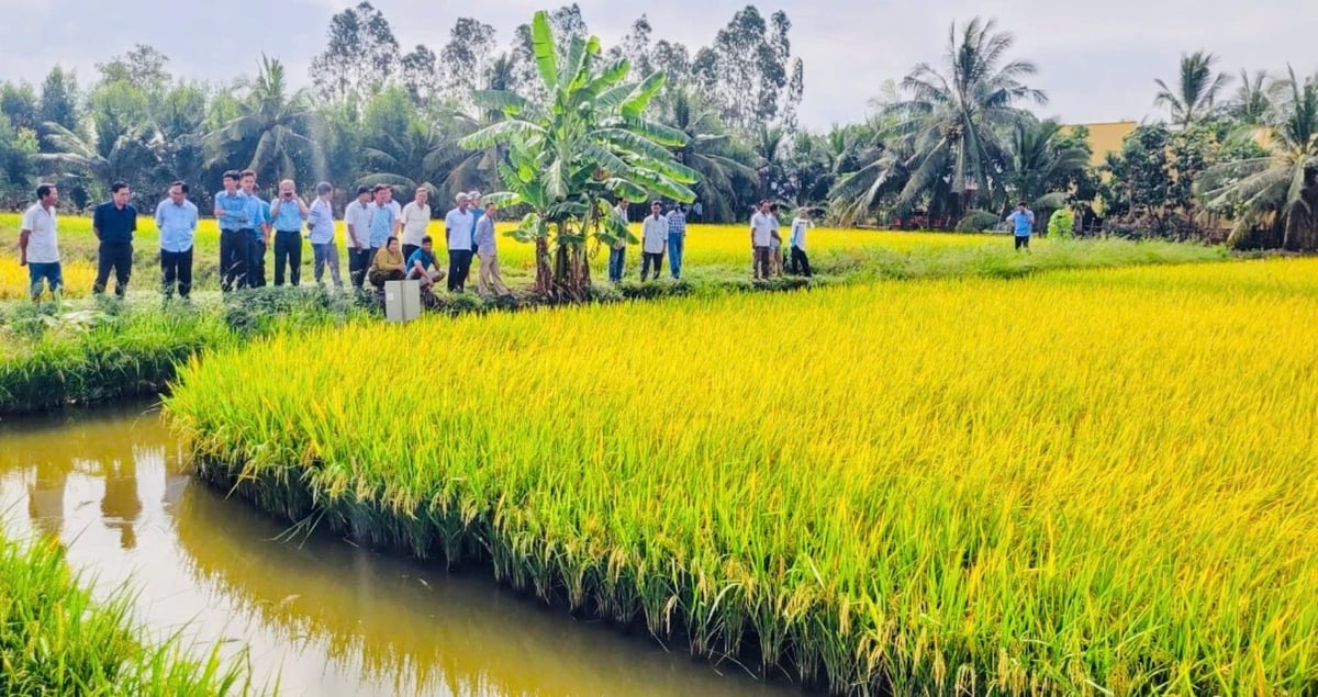 Lực lượng khuyến nông là nòng cốt trong ông tác tuyên truyền, đào tạo nông dân, chuyển giao quy trình canh tác tiên tiến. Ảnh: Trọng Linh. Lực lượng khuyến nông là nòng cốt trong ông tác tuyên truyền, đào tạo nông dân, chuyển giao quy trình canh tác tiên tiến. Ảnh: Trọng Linh.