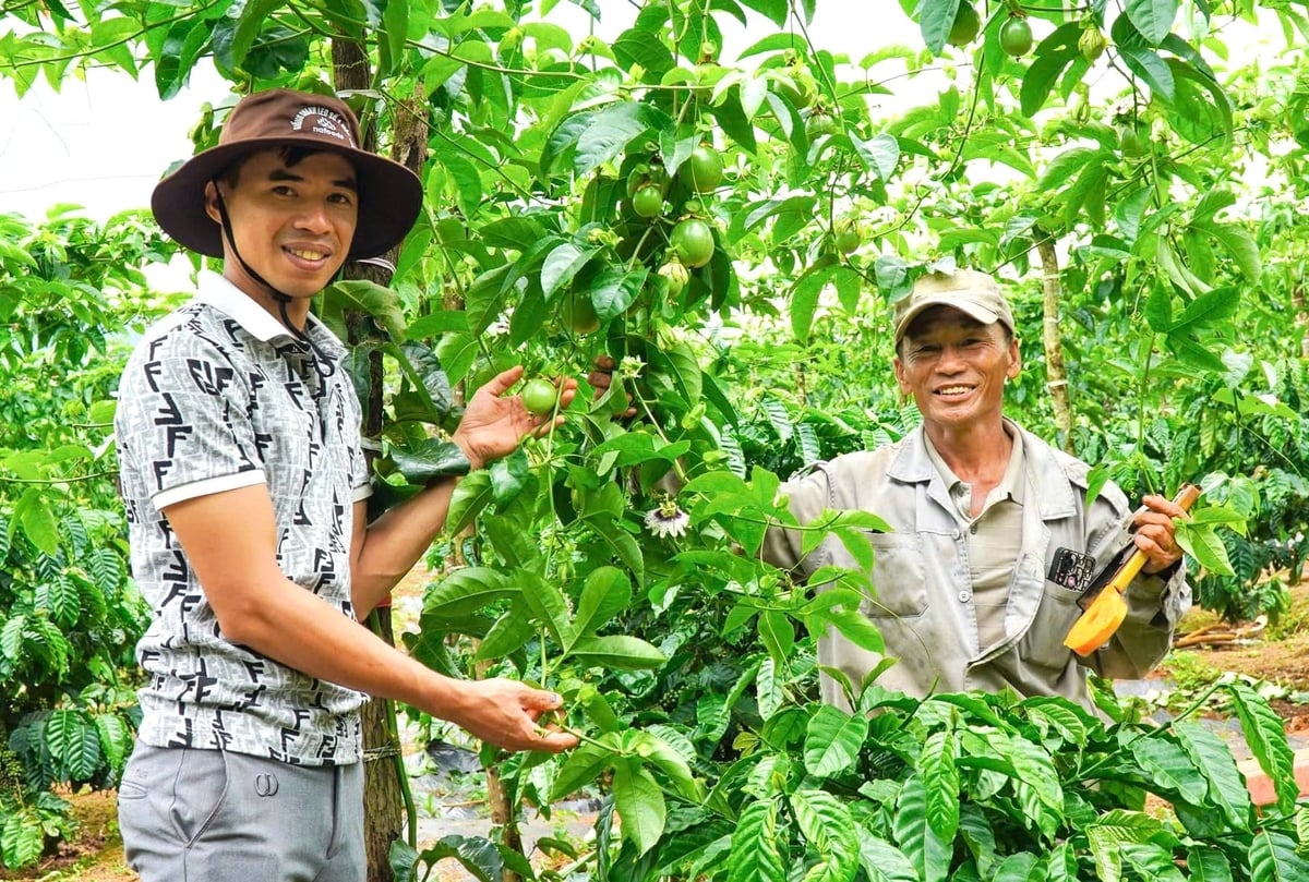 Hàng nghìn ha chanh dây ở Gia Lai đã tham gia chuỗi liên kết sản xuất. Ảnh: Tuấn Anh.