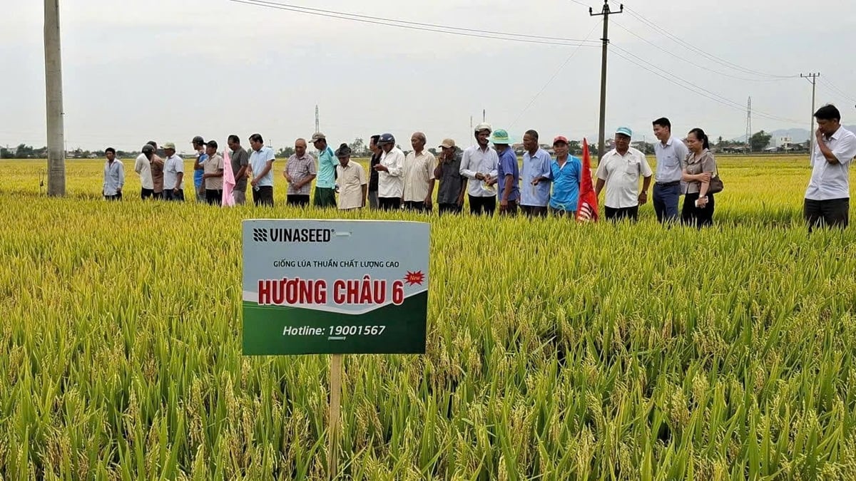 Nhiều nông dân thăm đồng bất ngờ khi chứng kiến ruộng lúa Hương Châu 6. Ảnh: Mạnh Hoài Nam.