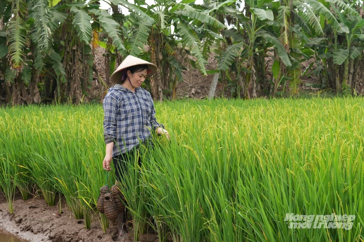 Chị Nguyễn Thị Nhung thăm đồng lúa - rươi tại xã Hồng Phong, phấn khởi trước vụ lúa phát triển tốt. Ảnh: Hà Trang.