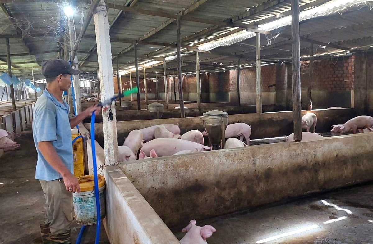 Chăn nuôi chiếm hơn 27% trong cơ cấu ngành nông nghiệp của tỉnh Gia Lai. Ảnh: Tuấn Anh.